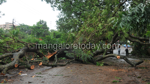 tree damage13jul3 4